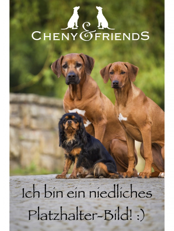 Pferde Knochen XL