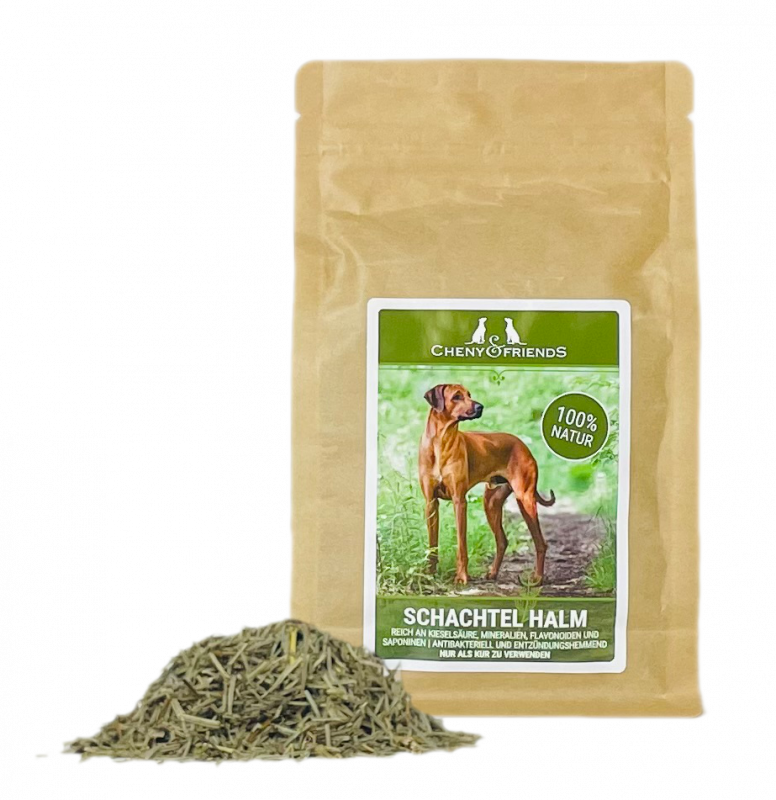 Schachtelhalmkraut